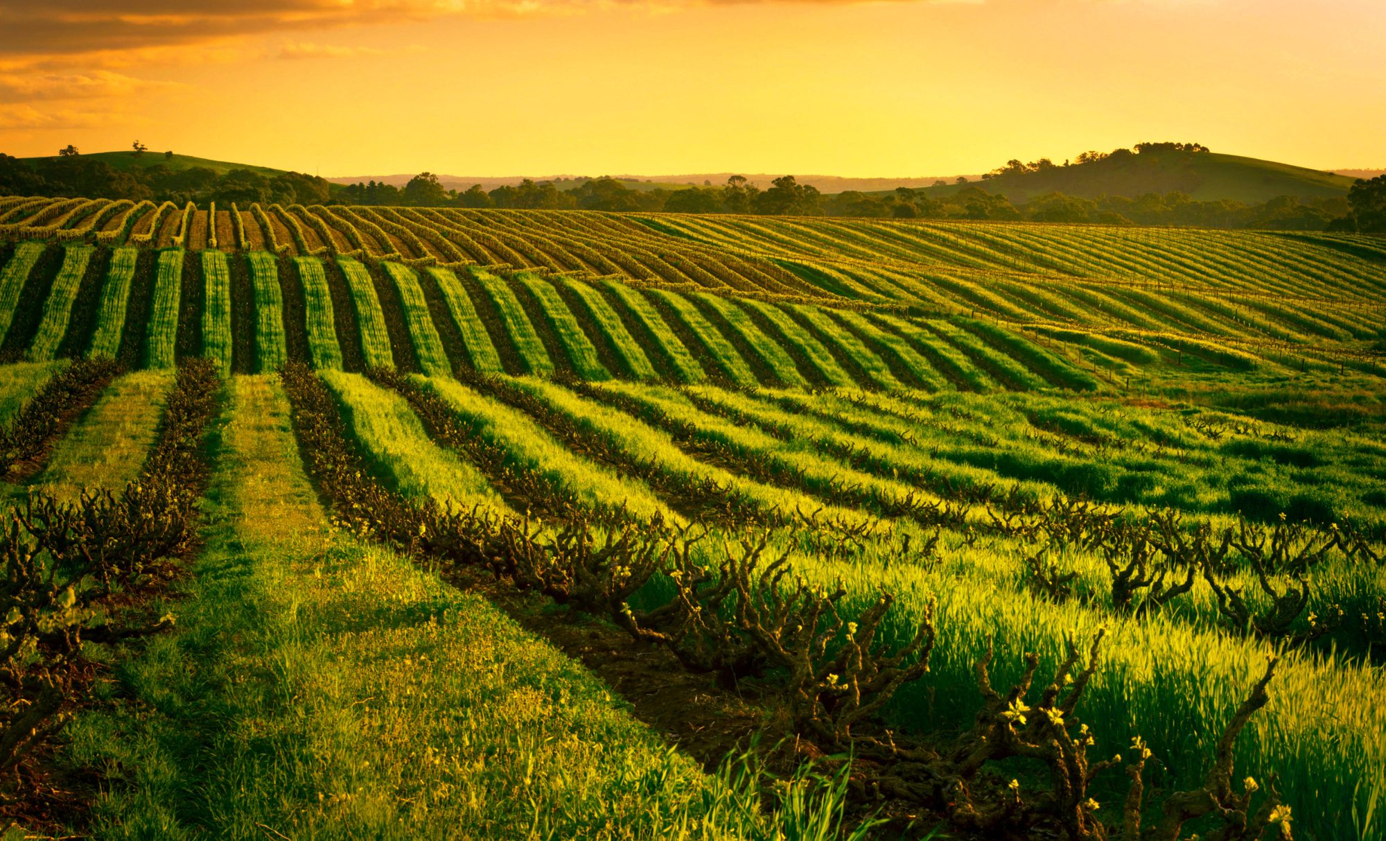 Barossa vineyard at sunset